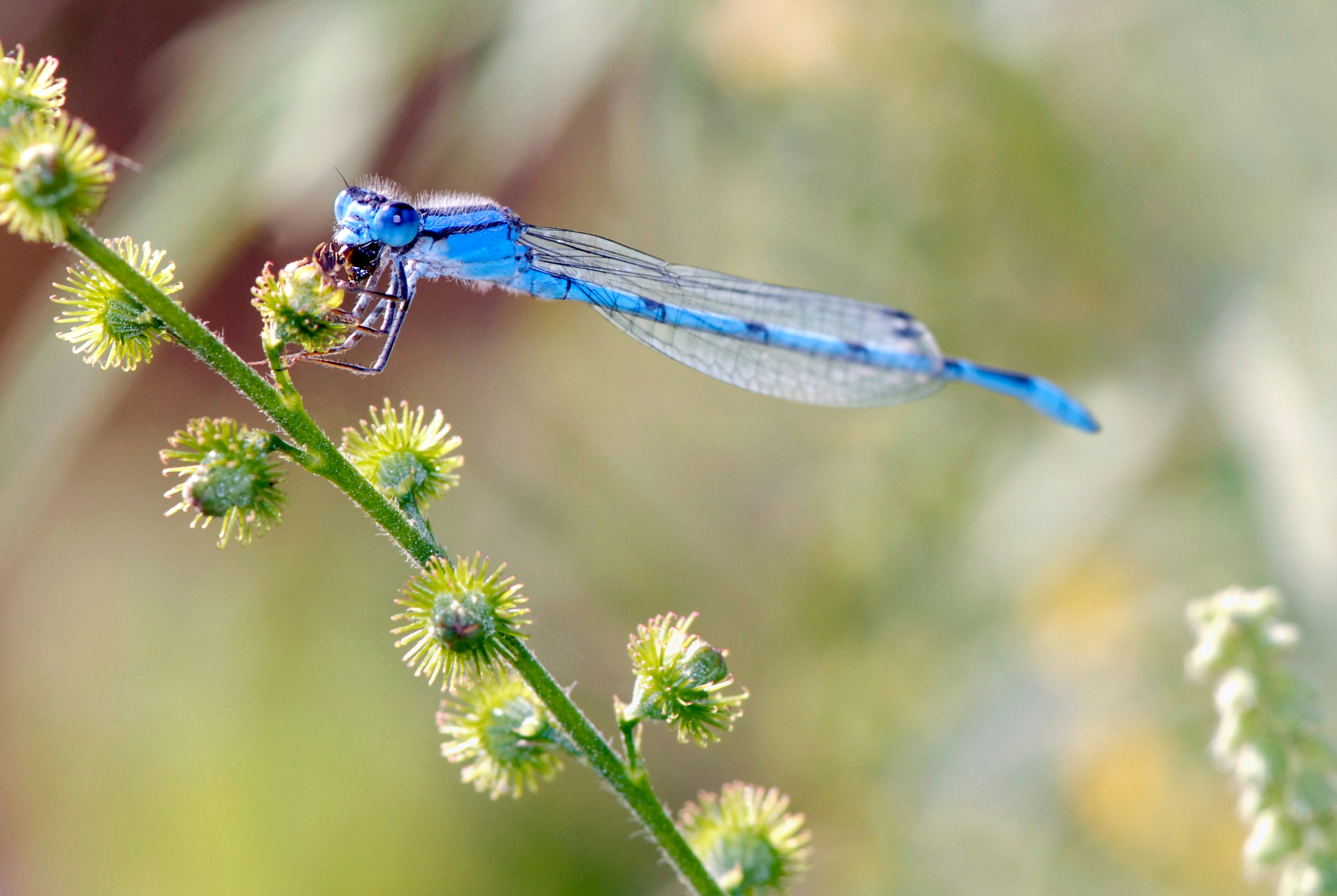A blue dragonfly sitting on top of a green plant photo – Free Blue ...