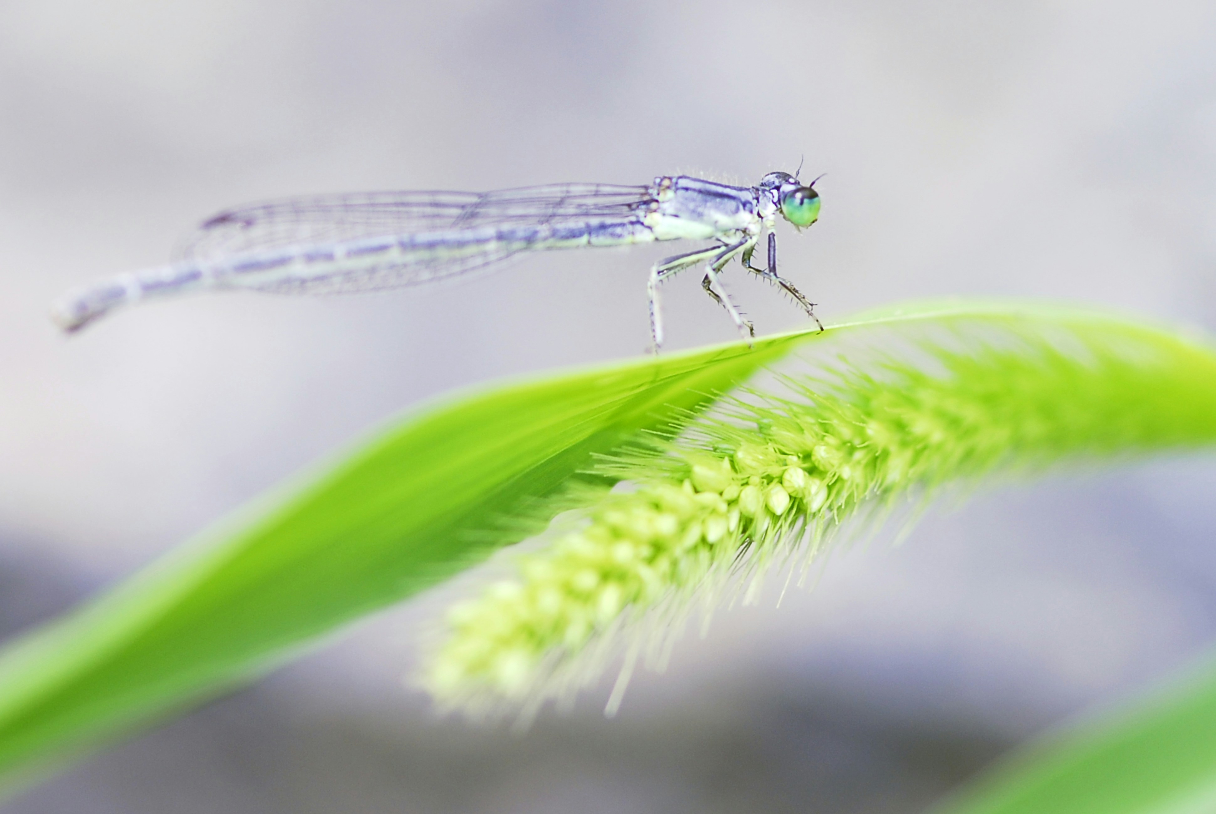 A blue dragonfly sitting on top of a green plant photo – Free Damselfly ...