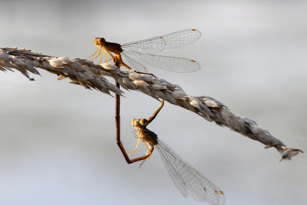 a couple of dragonflies sitting on top of a plant