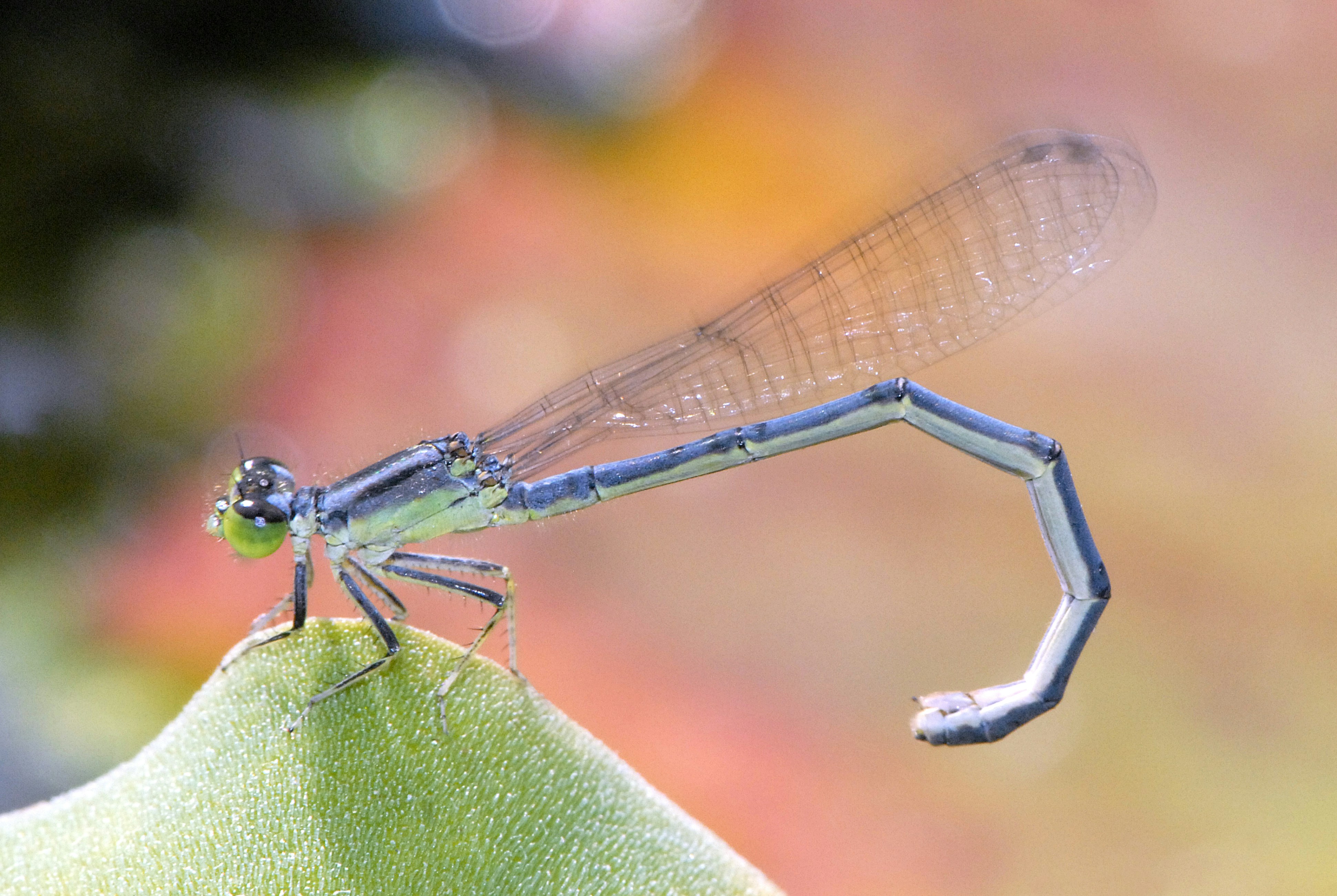 A blue dragonfly sitting on top of a green leaf photo – Free Damsefly ...