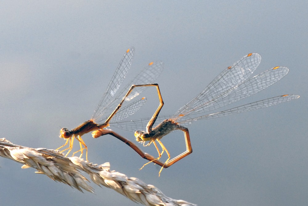 a couple of bugs sitting on top of a plant