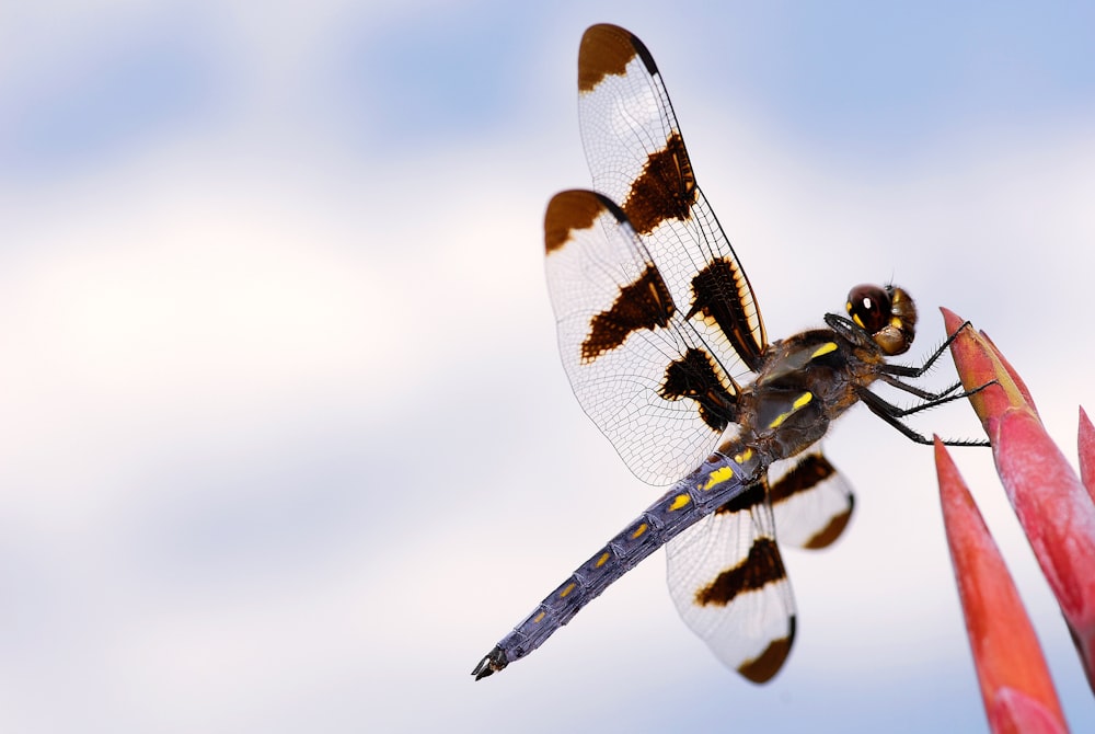 a dragonfly sitting on top of a red flower