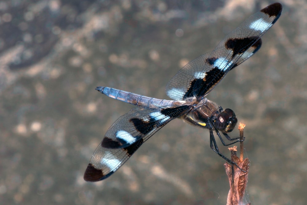 a blue and black dragonfly sitting on top of a plant
