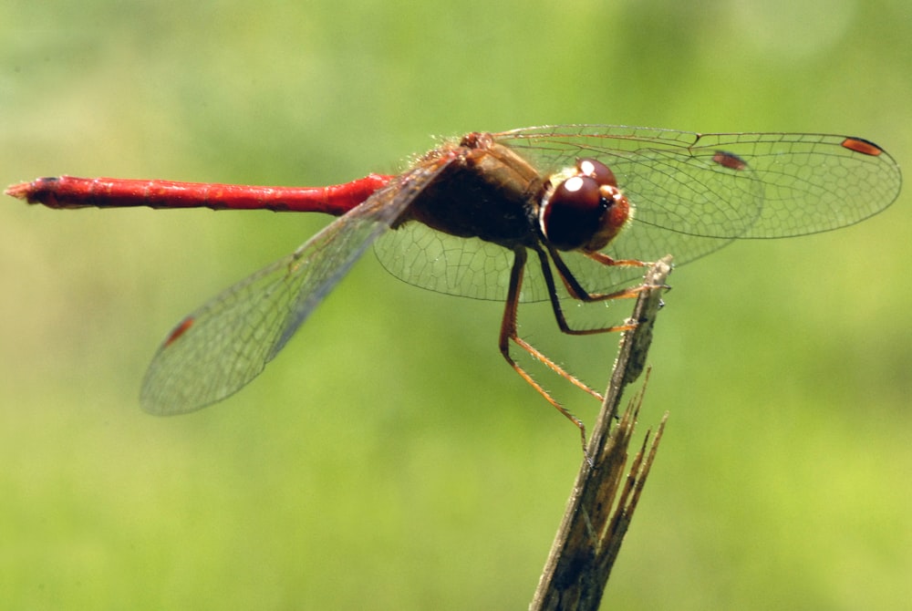a red dragonfly sitting on top of a plant