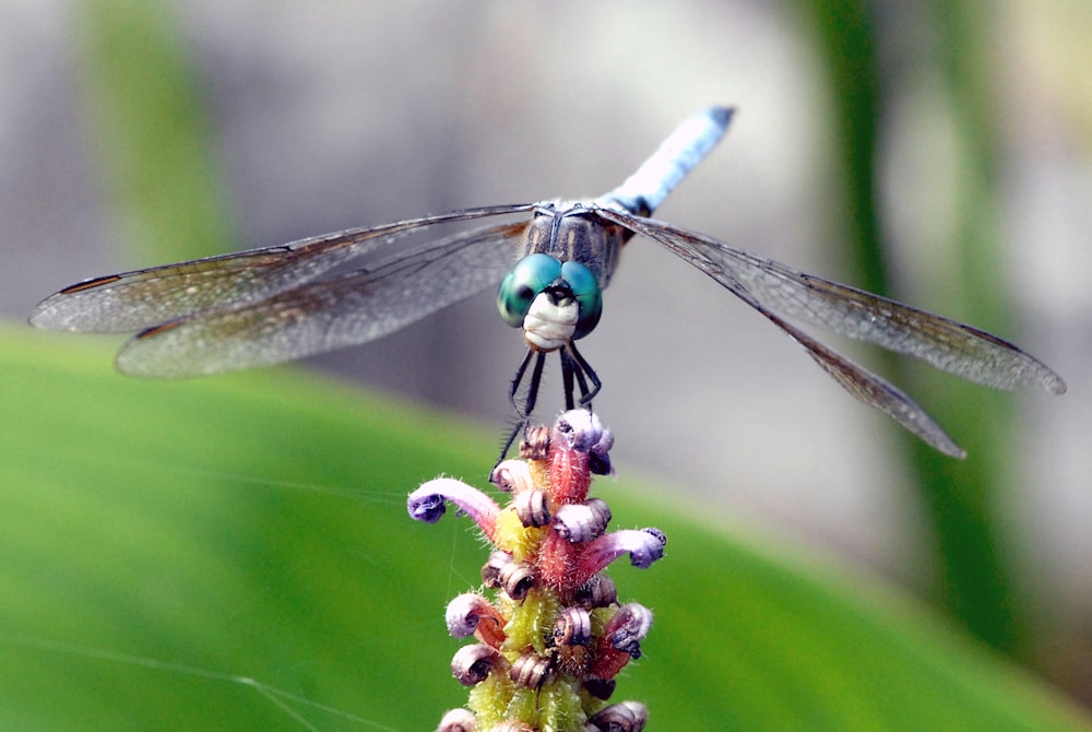 a blue dragonfly sitting on top of a flower