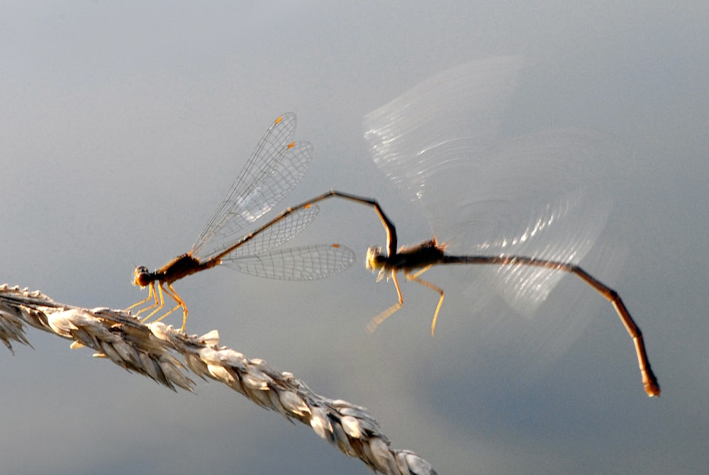 a couple of bugs that are on top of a plant