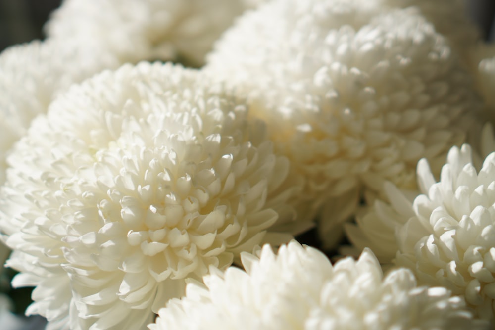 a close up of a bunch of white flowers