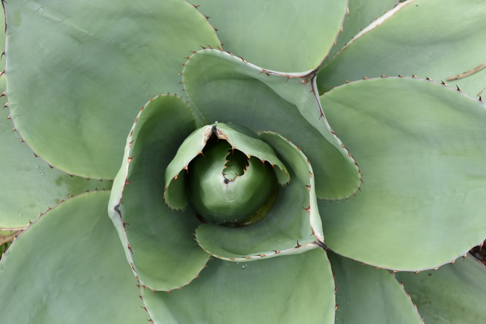 a close up of a green plant with lots of leaves