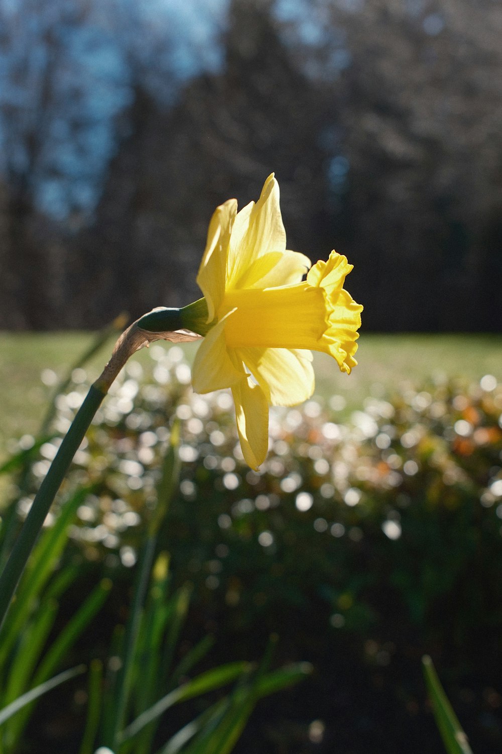 a close up of a yellow flower in a field