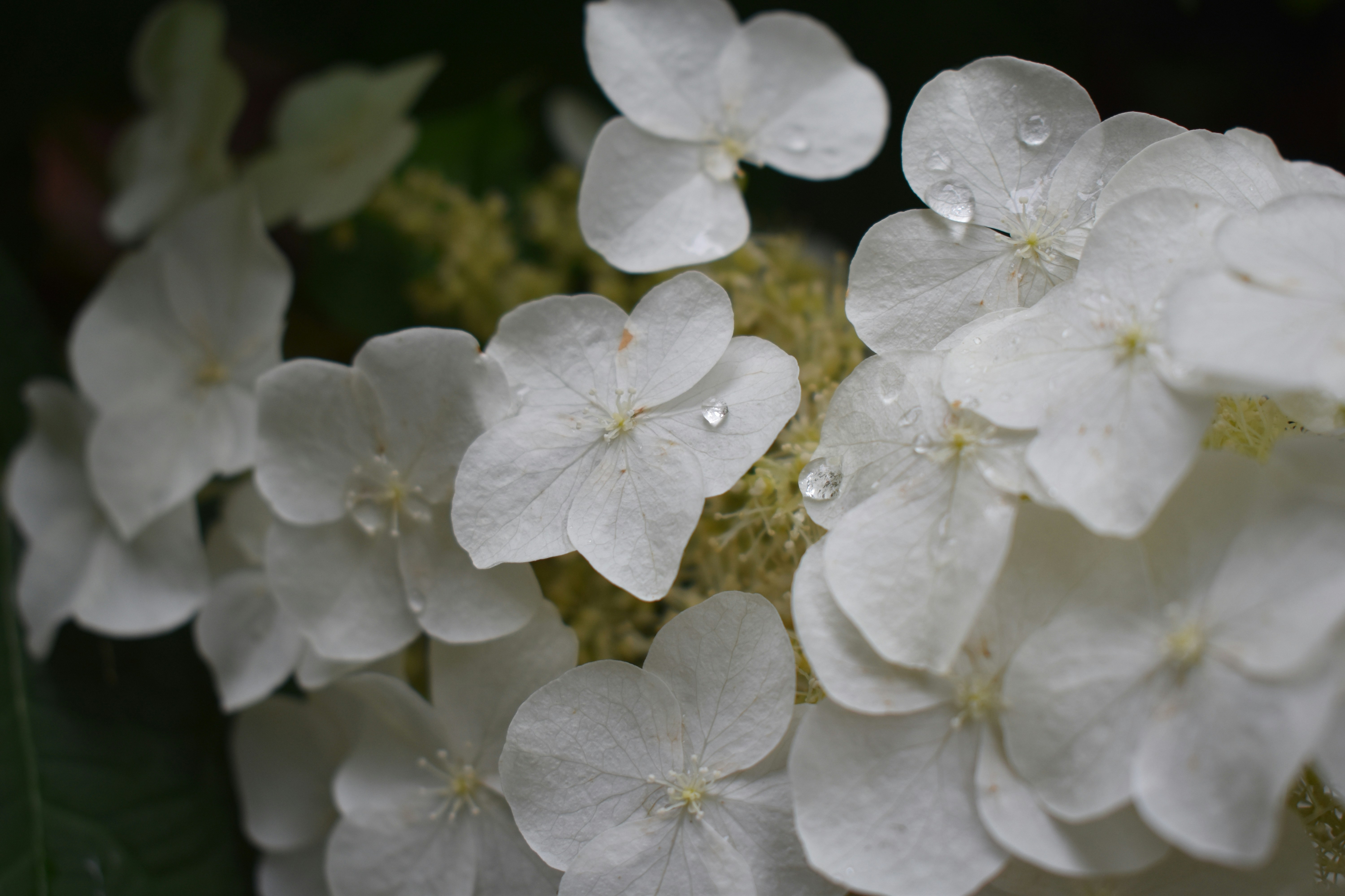 a close up of a white flower with drops of water on it