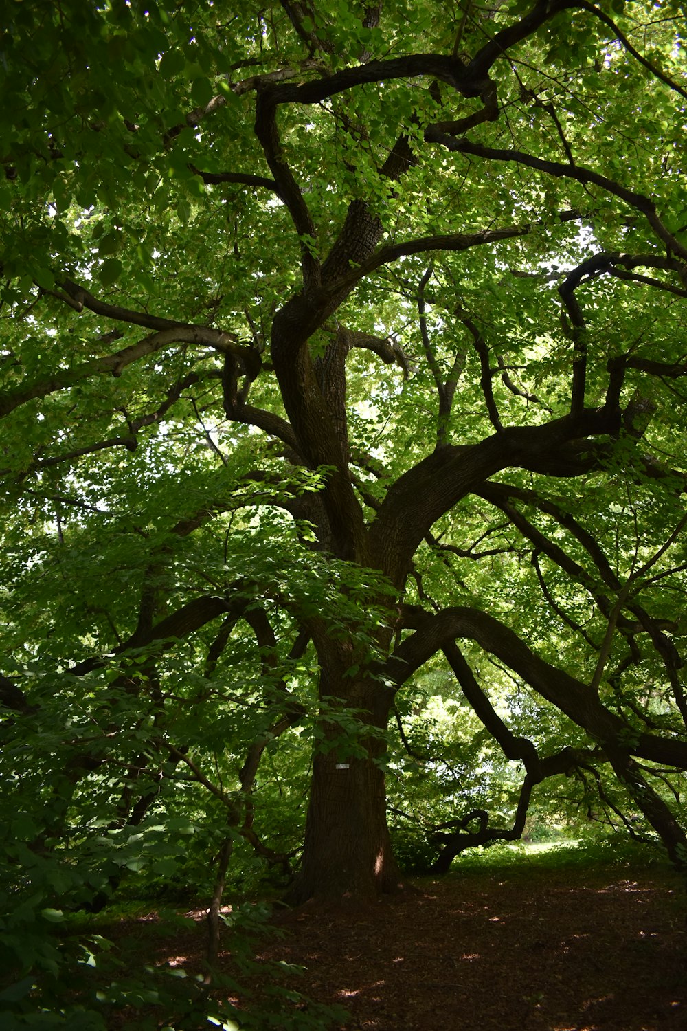 a large tree in the middle of a forest