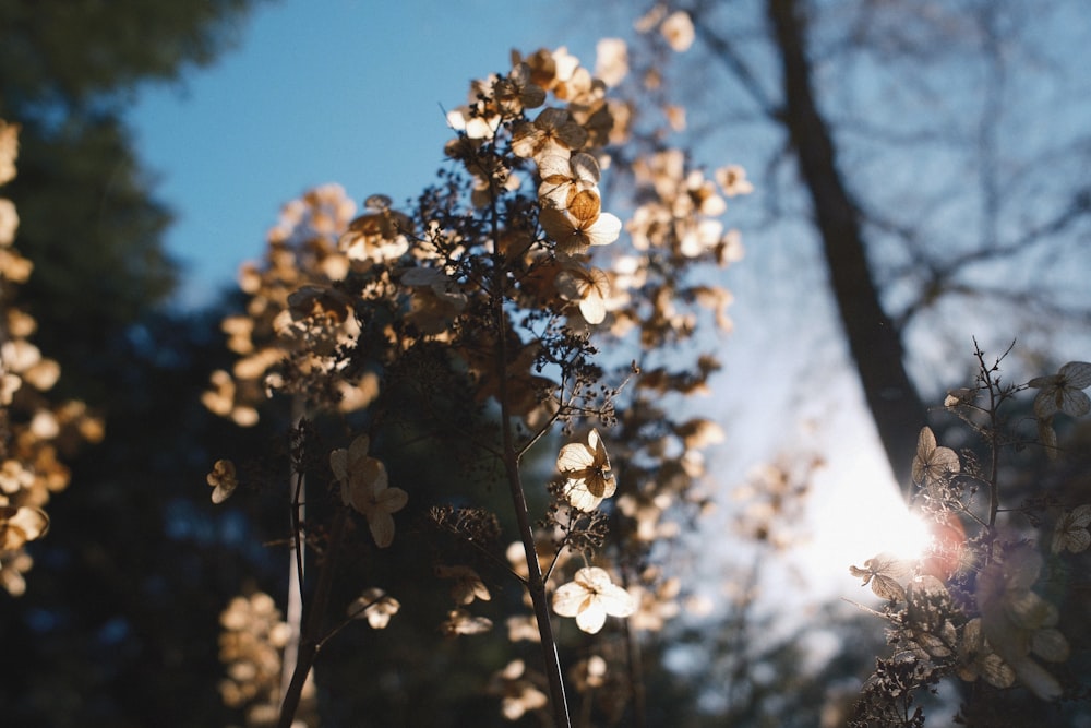 the sun shines through the branches of a tree