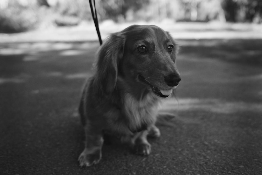 a black and white photo of a dog on a leash