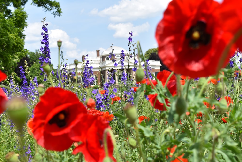 a field full of red and purple flowers