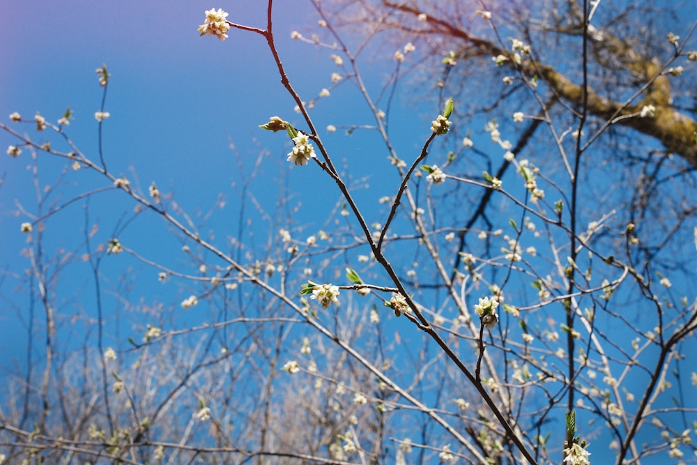 a tree with white flowers and a blue sky in the background