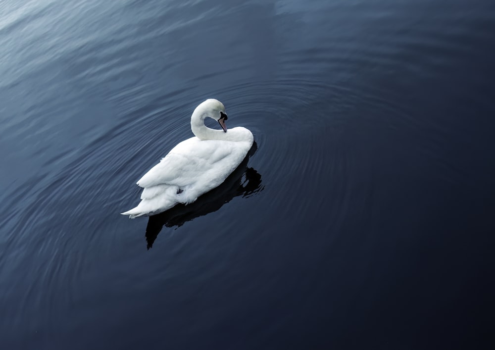 a white swan floating on top of a body of water