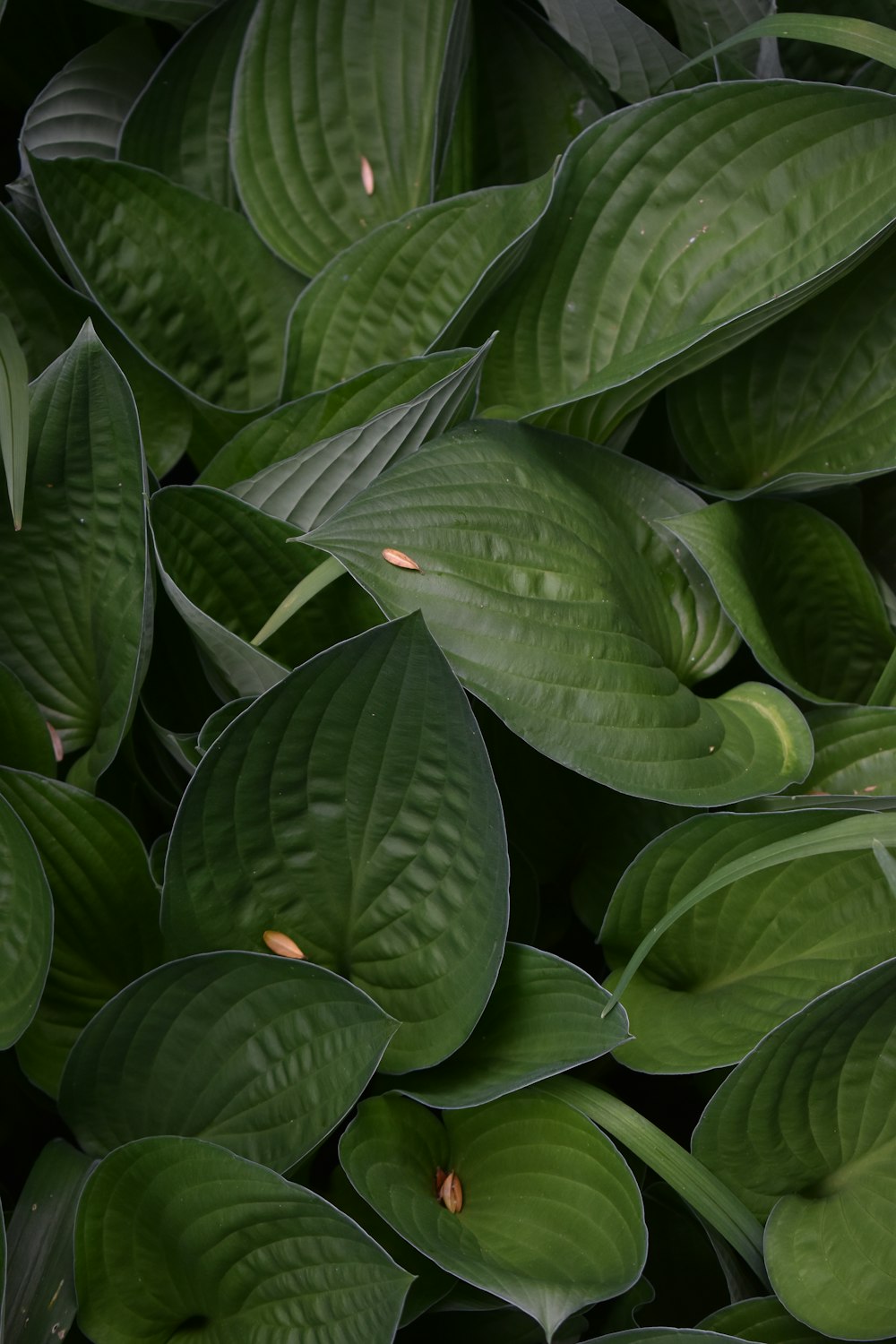 a close up of a green leafy plant