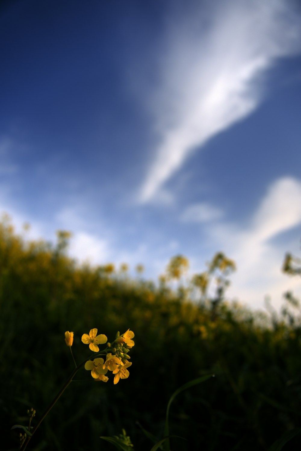 a small yellow flower in a grassy field