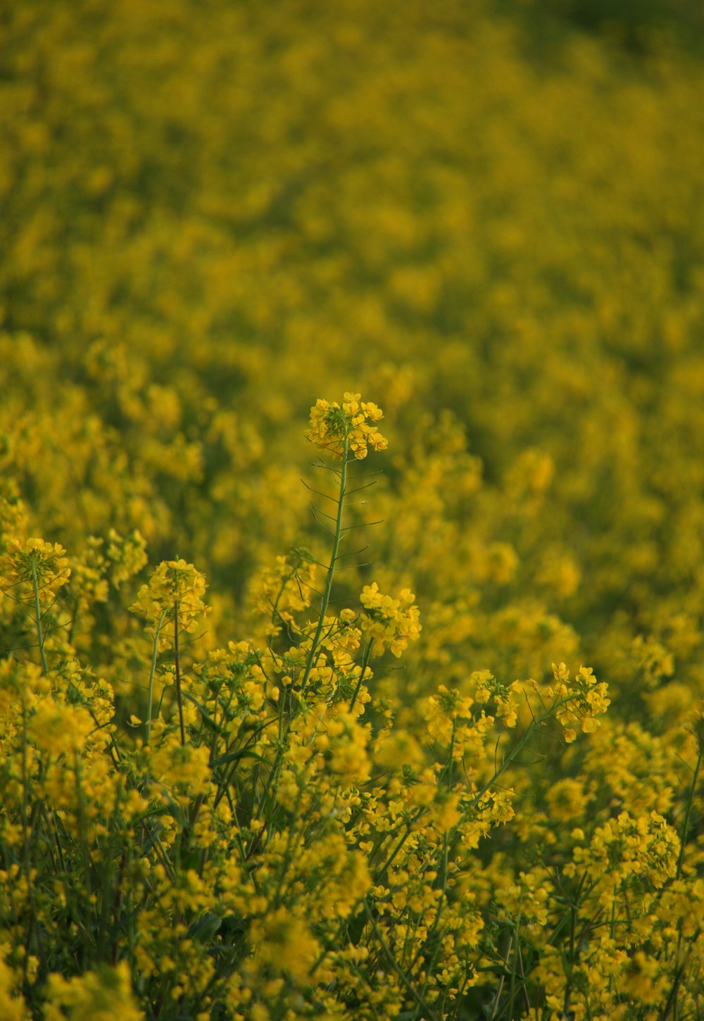 a field full of yellow flowers with a cow in the distance