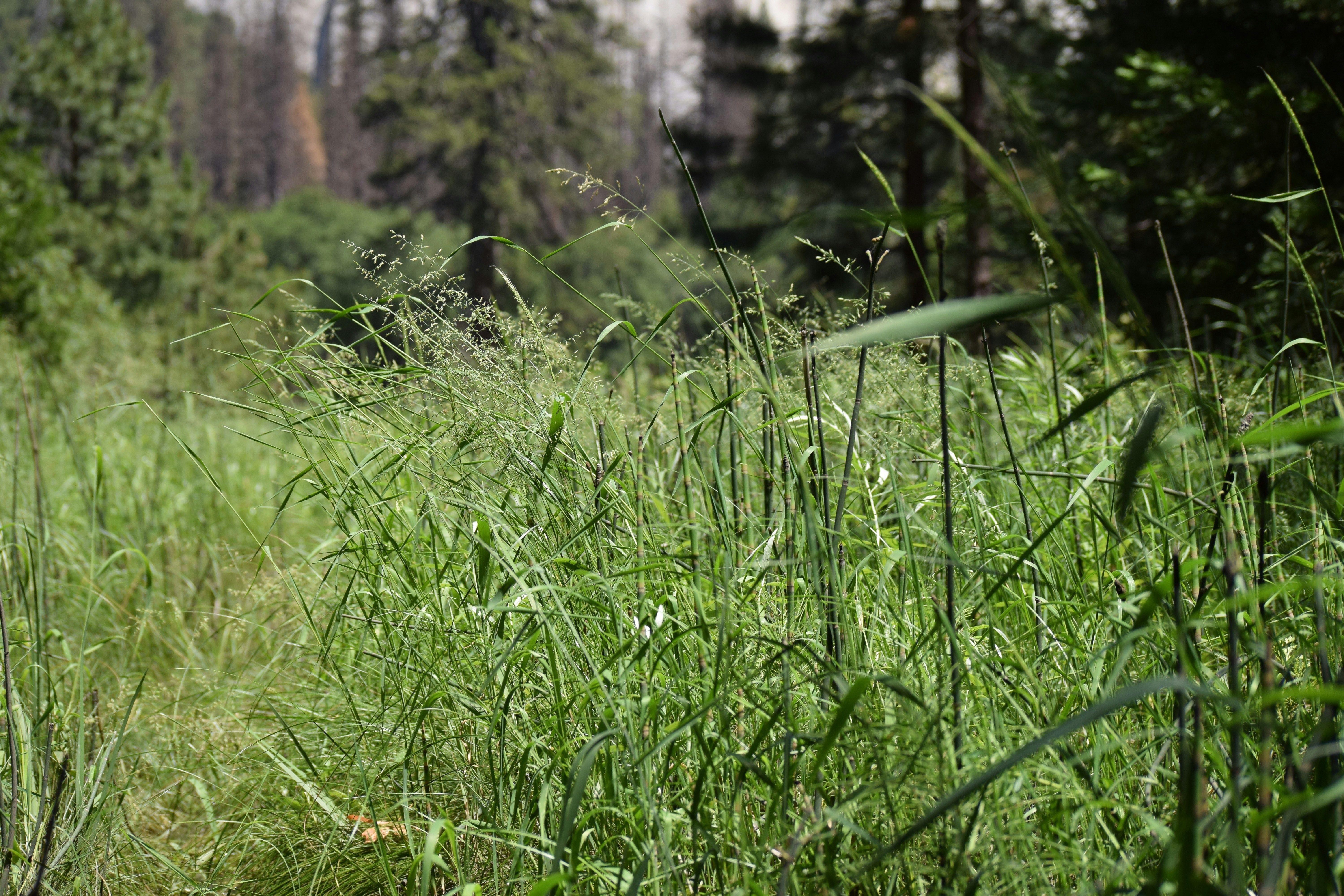 une bouche d’incendie rouge au milieu d’un champ verdoyant