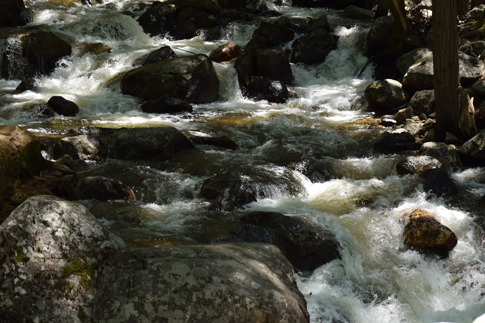 a river running through a forest filled with lots of rocks