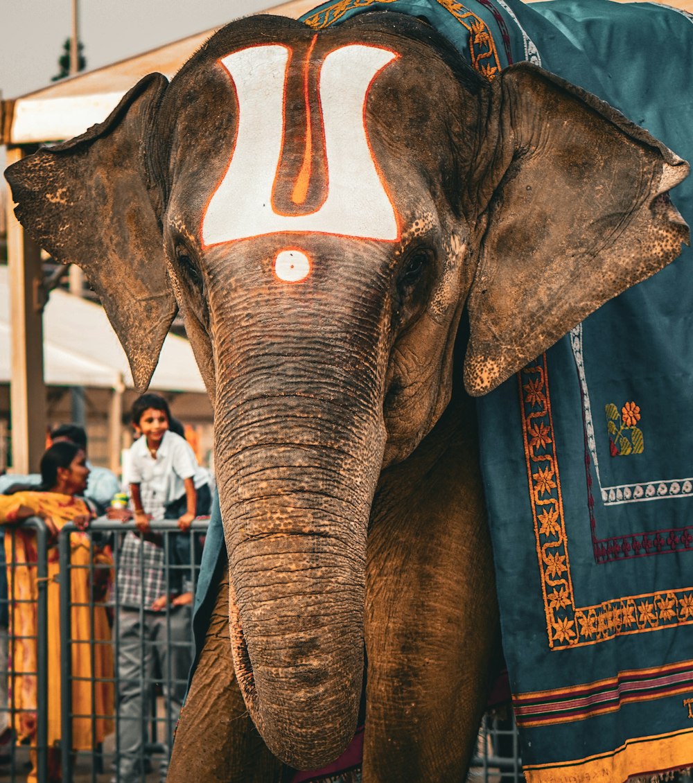 an elephant with a blue blanket on it's back