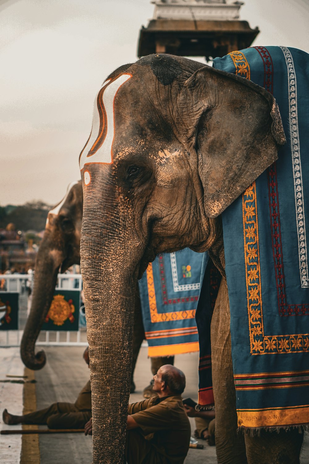 an elephant with a blanket on its back