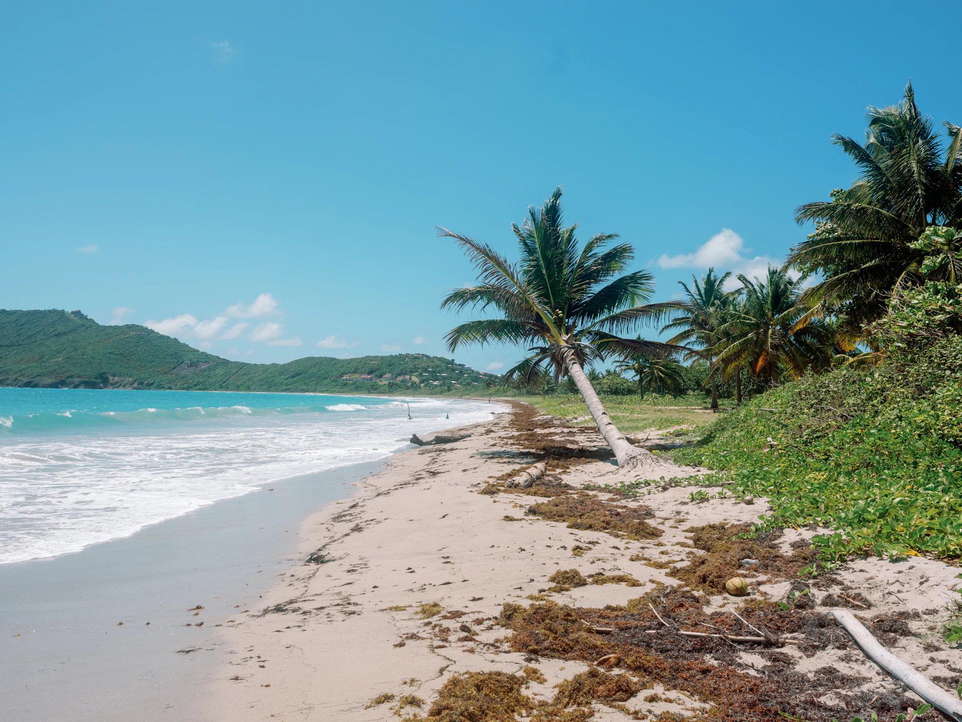 a sandy beach with palm trees on a sunny day