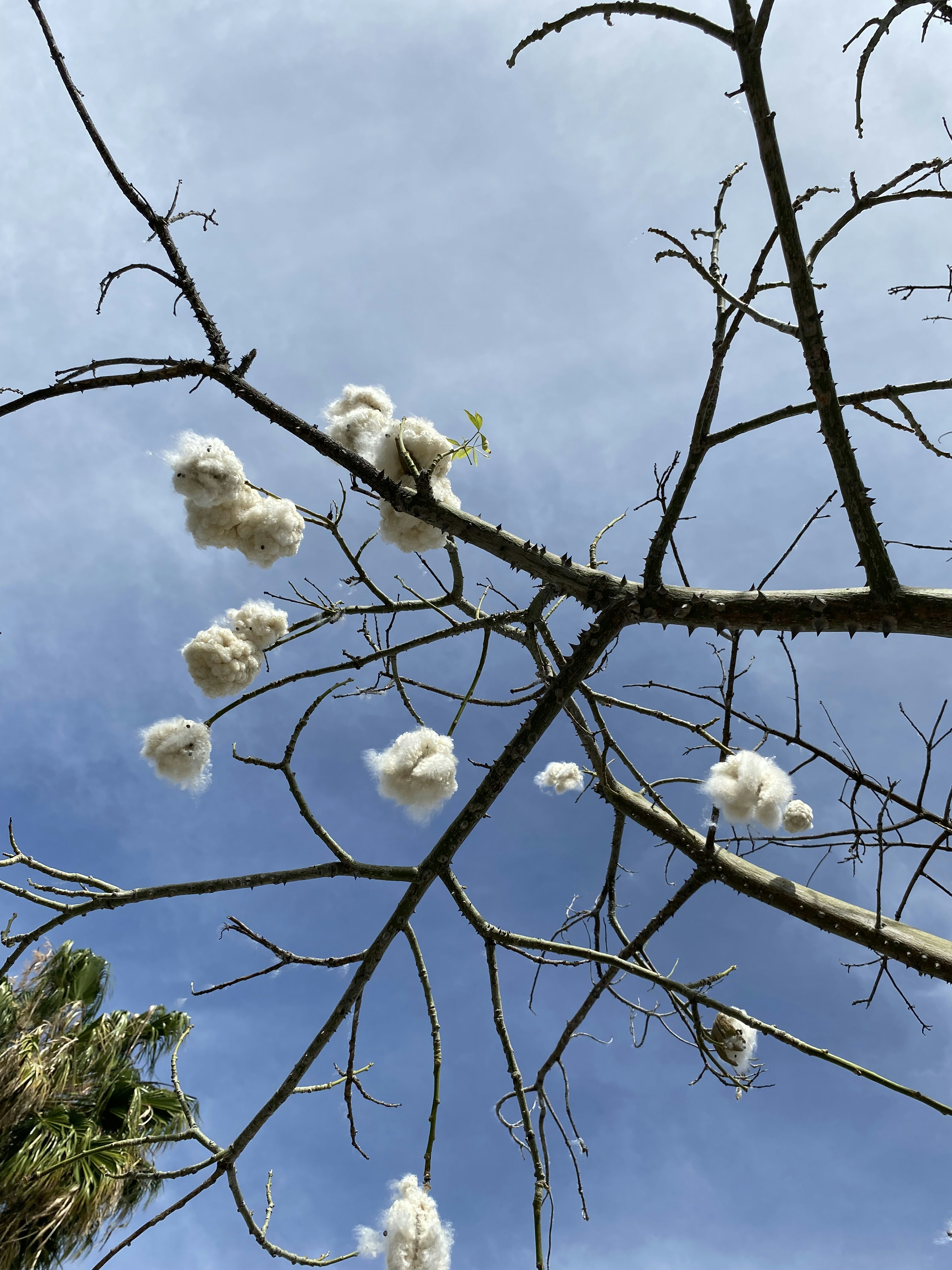 a tree branch with white cotton balls hanging from it
