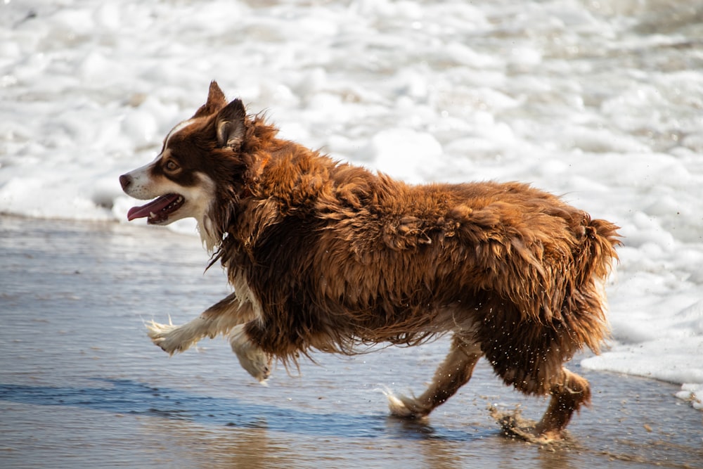 a brown and white dog running on a beach