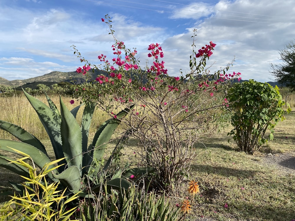 a bush with pink flowers in the middle of a field