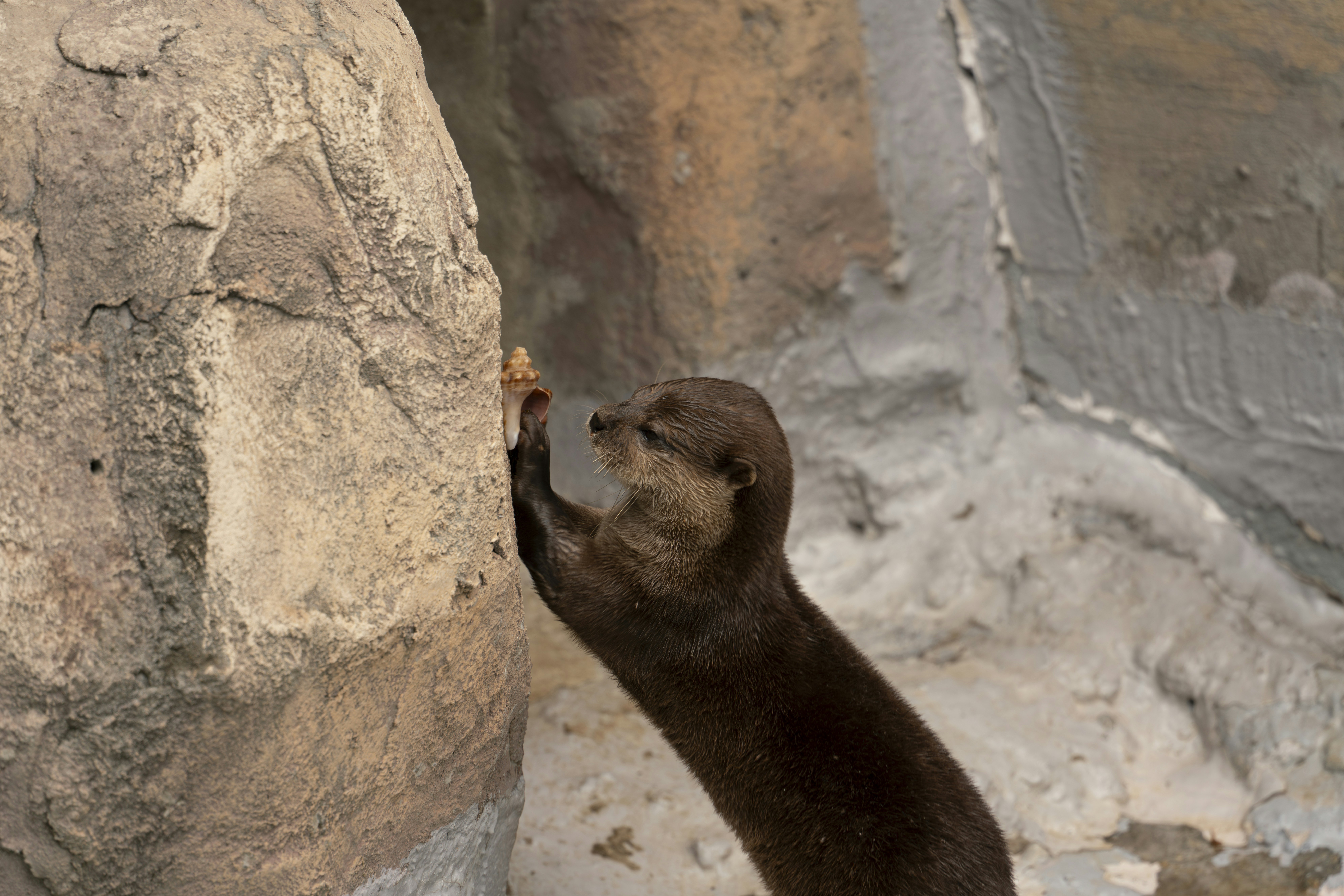 a small brown bear standing on its hind legs