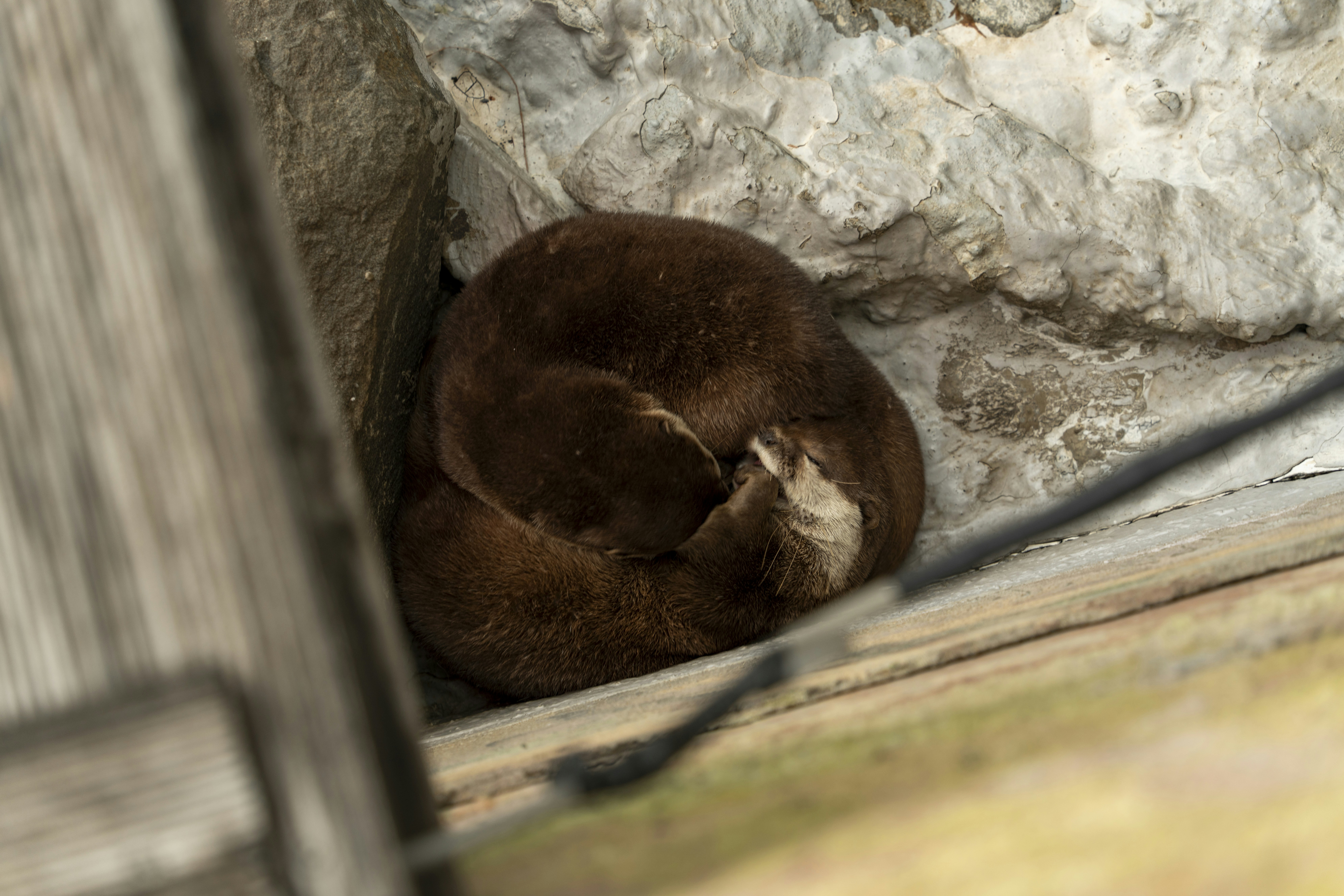 A brown bear sleeping on top of a rock photo – Free Animal Image on ...