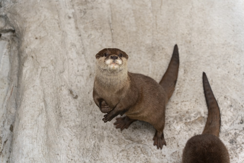 a couple of otters standing on top of a rock