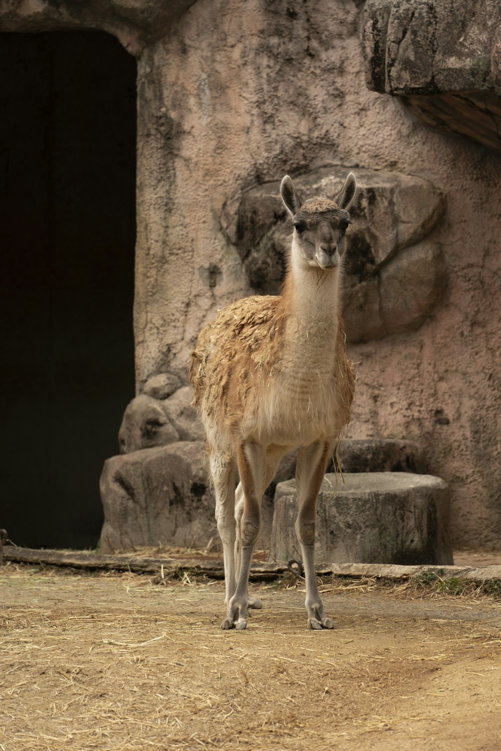 a deer standing in front of a stone wall