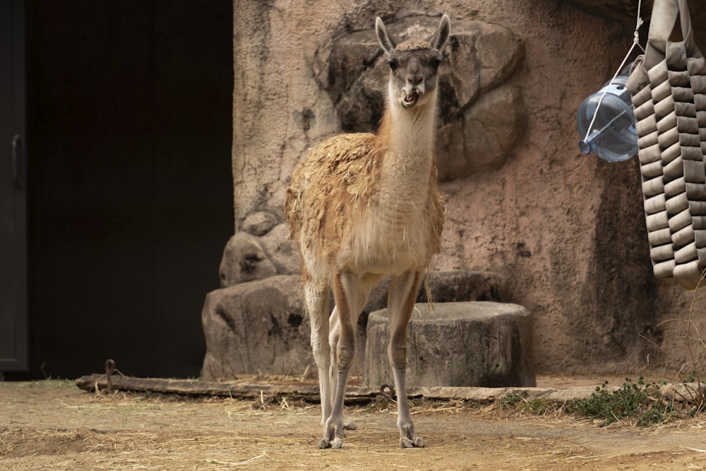 a deer standing in front of a stone wall