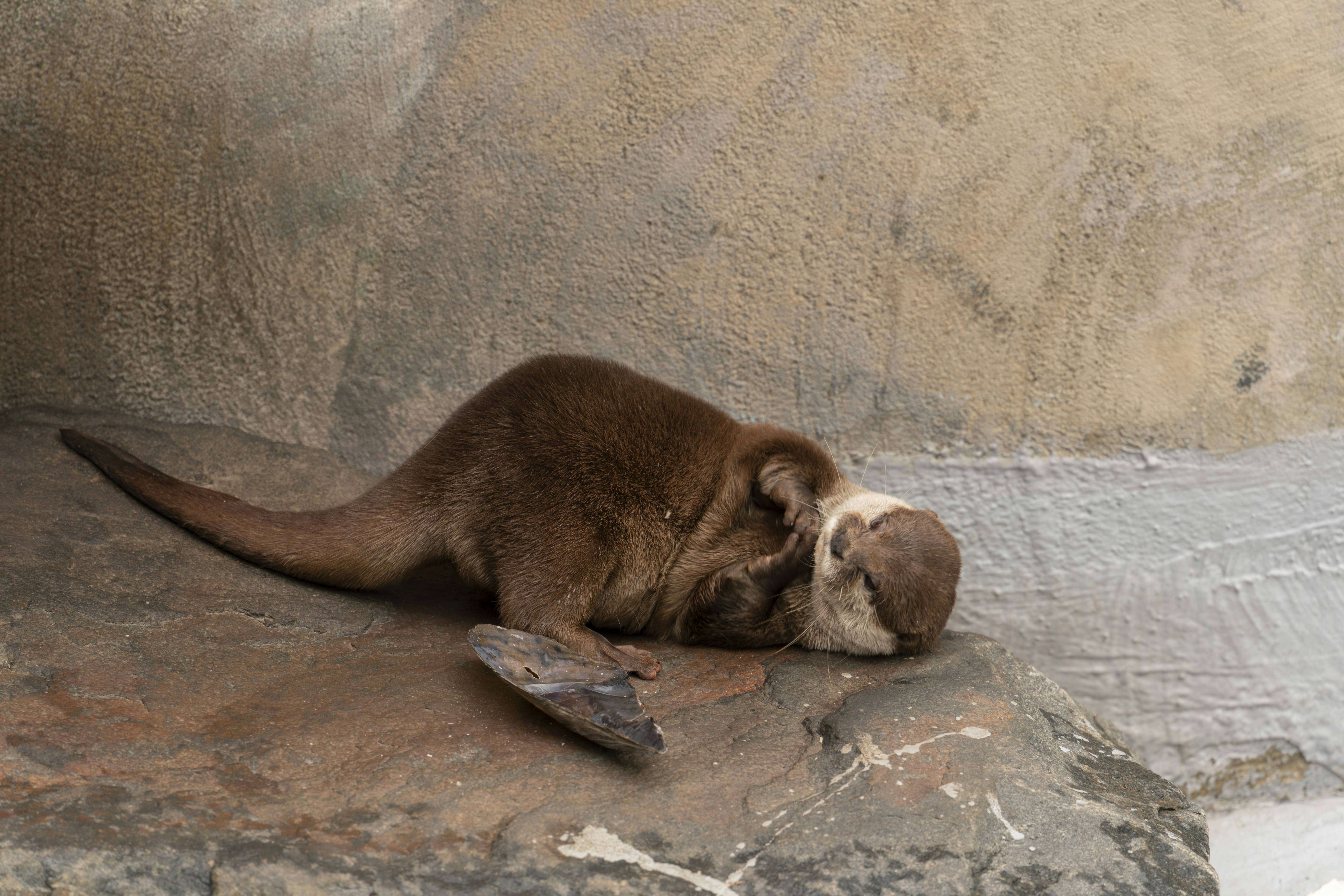 a small brown animal laying on top of a rock