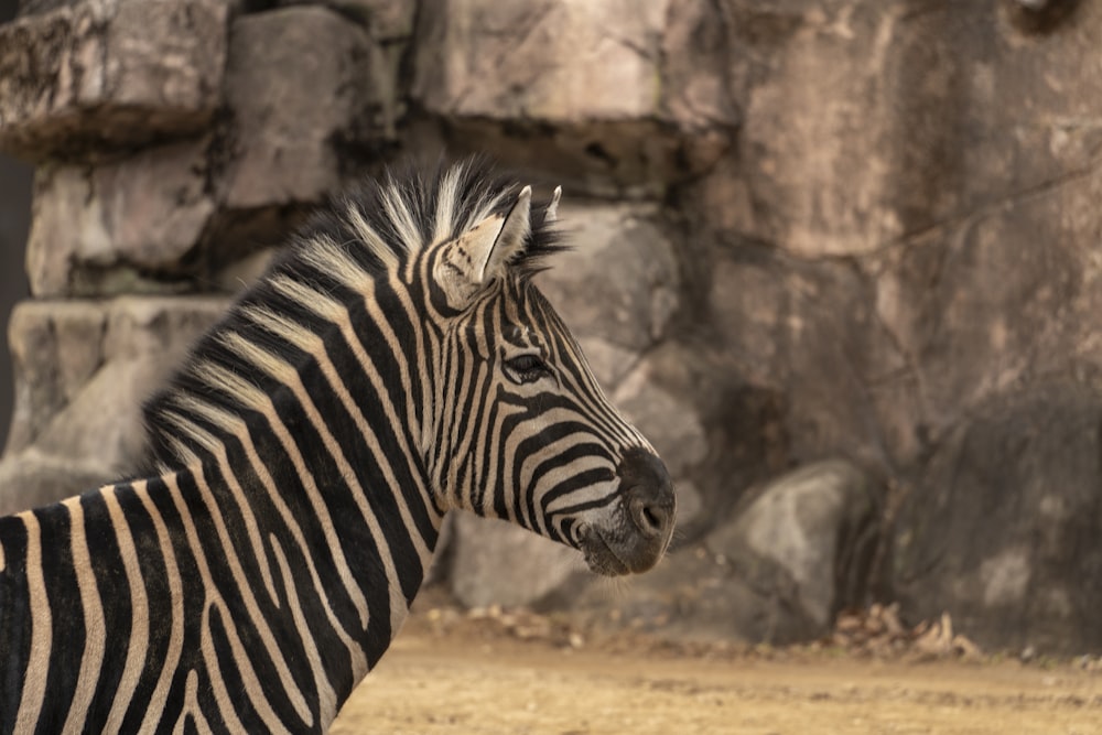 a zebra standing in front of a stone wall