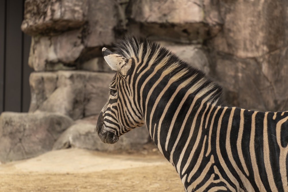 a zebra standing next to a stone wall