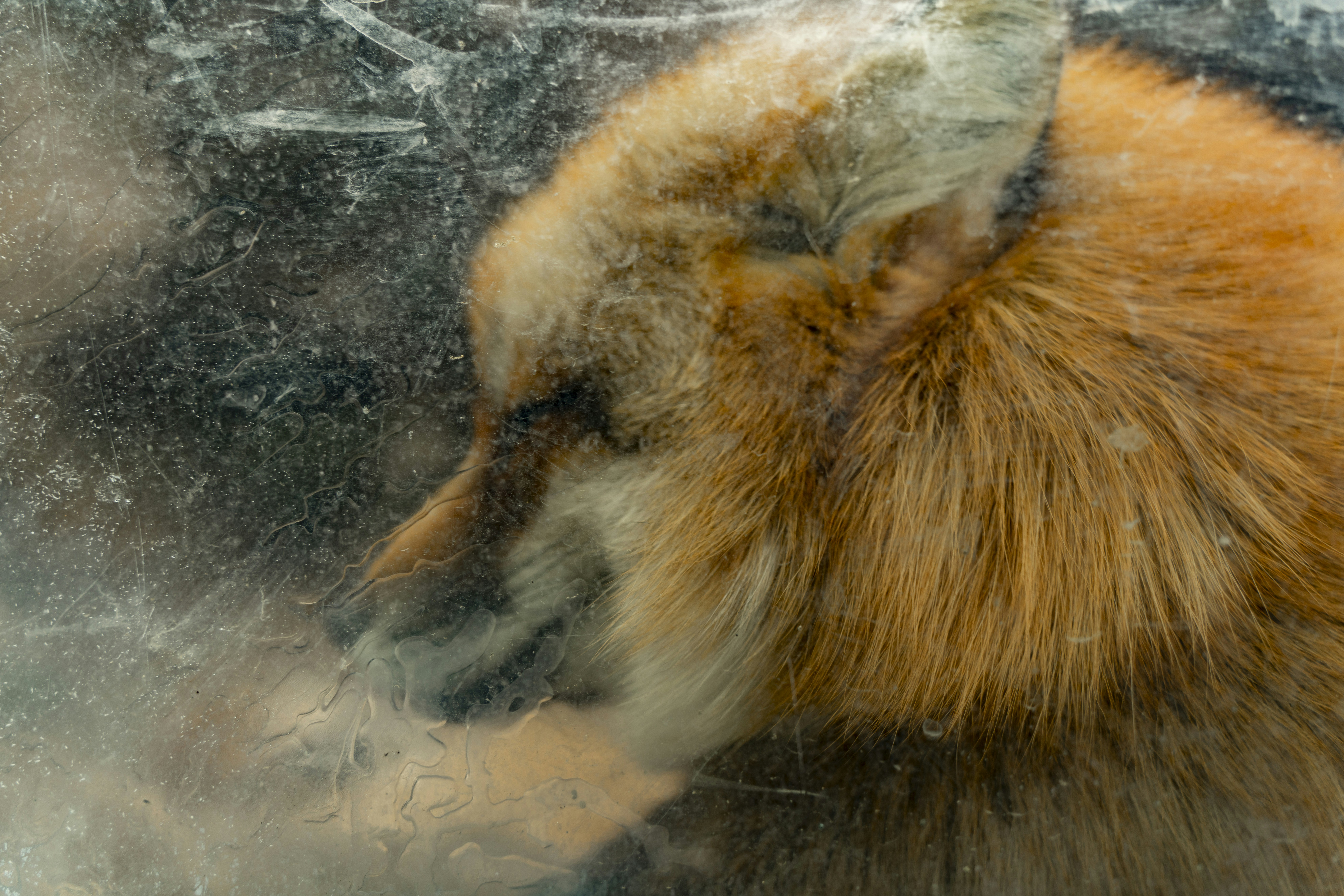 a close up of a bear looking out a window