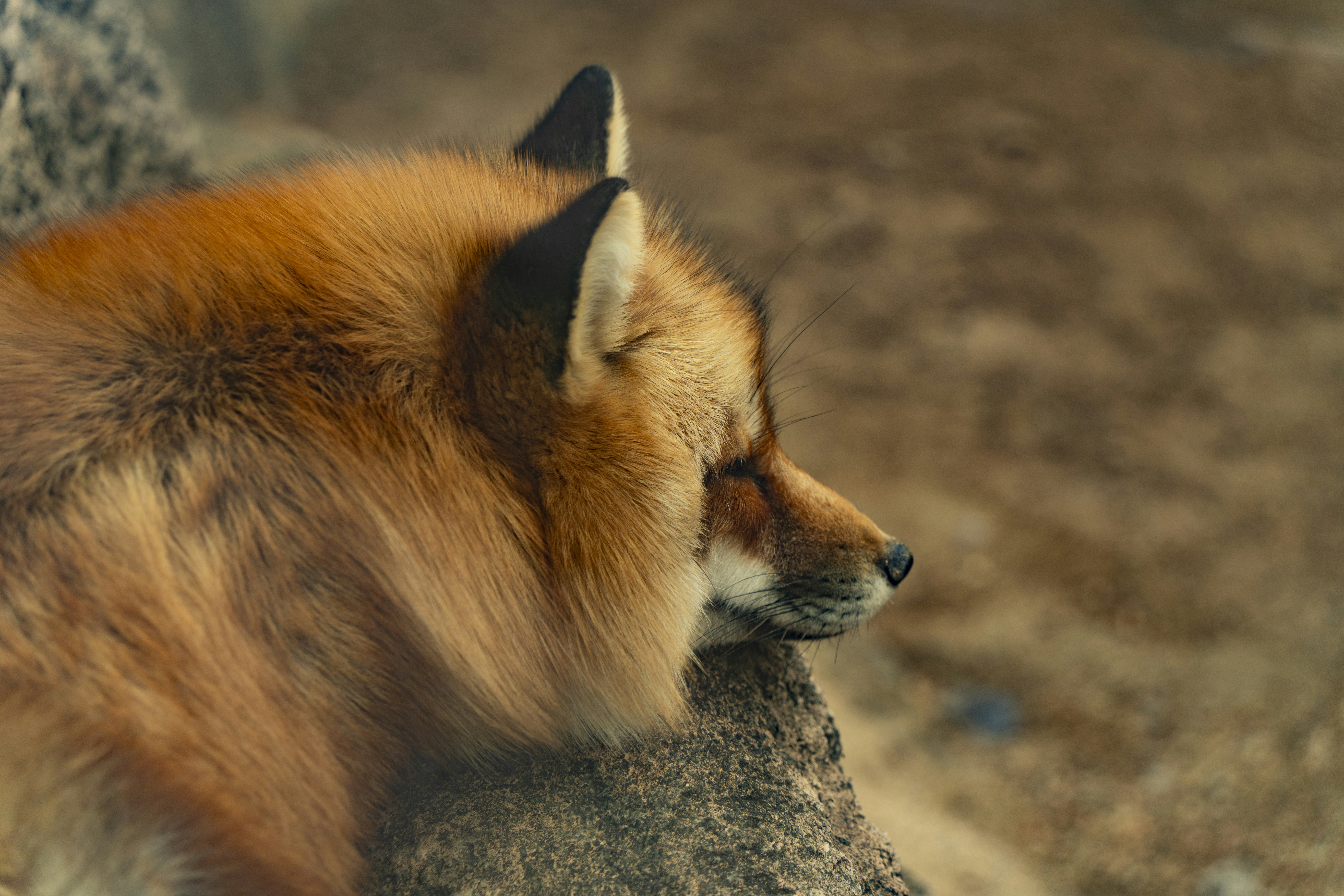 Fox profit falls 36% despite beating earnings estimates