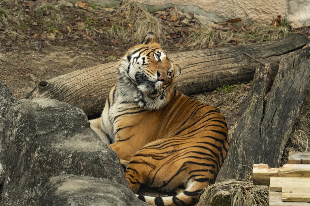 a large tiger laying on top of a pile of rocks