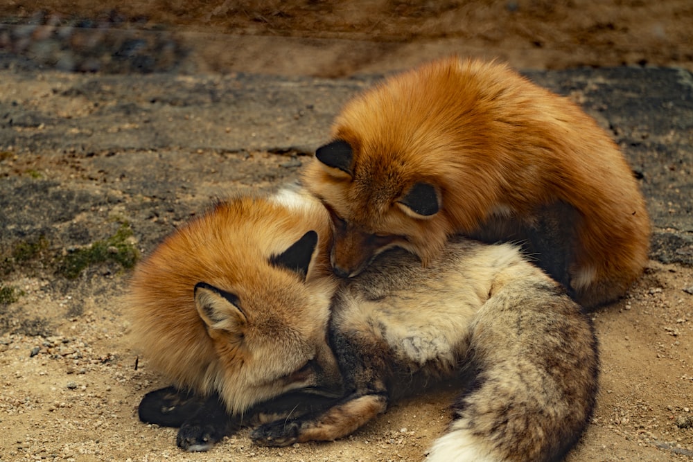 a couple of foxes cuddle together on the ground