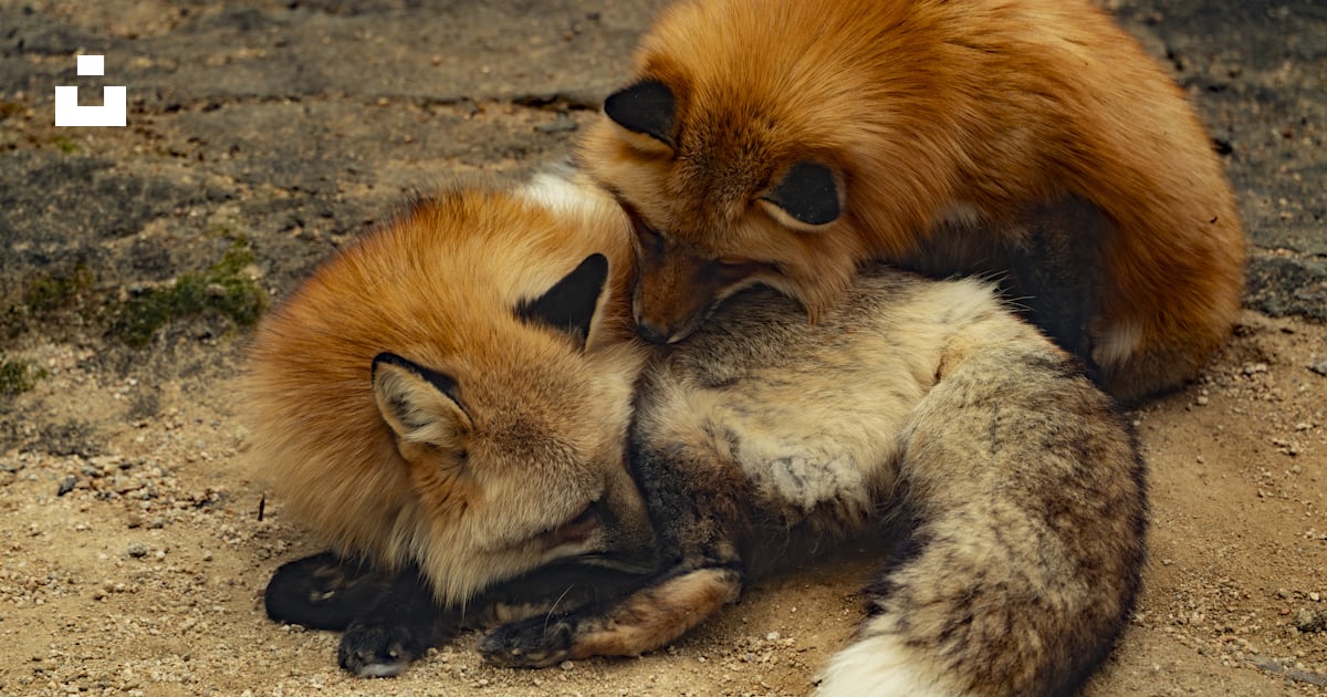 A couple of foxes cuddle together on the ground photo – Free Fox Image ...