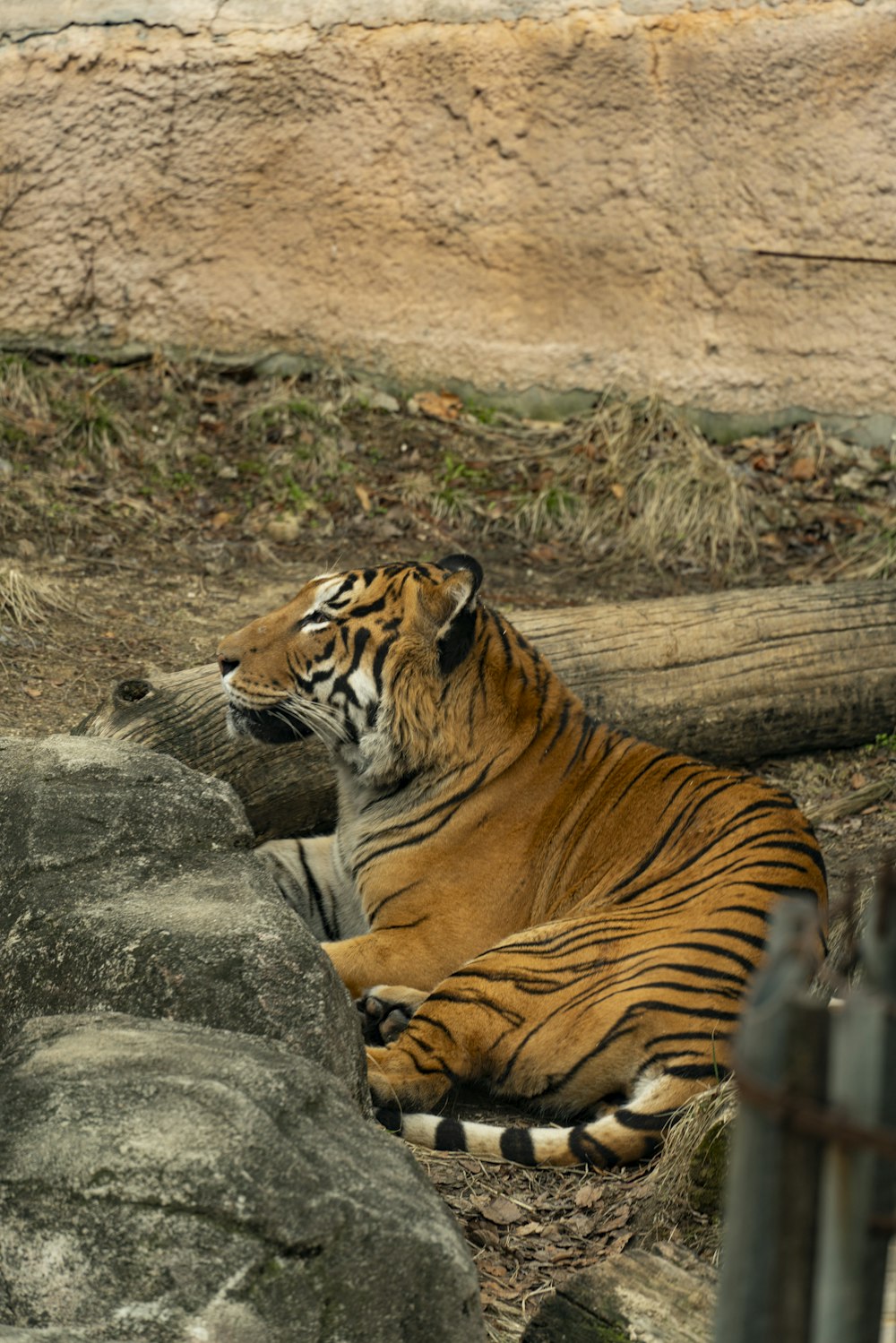 a tiger laying on the ground next to some rocks