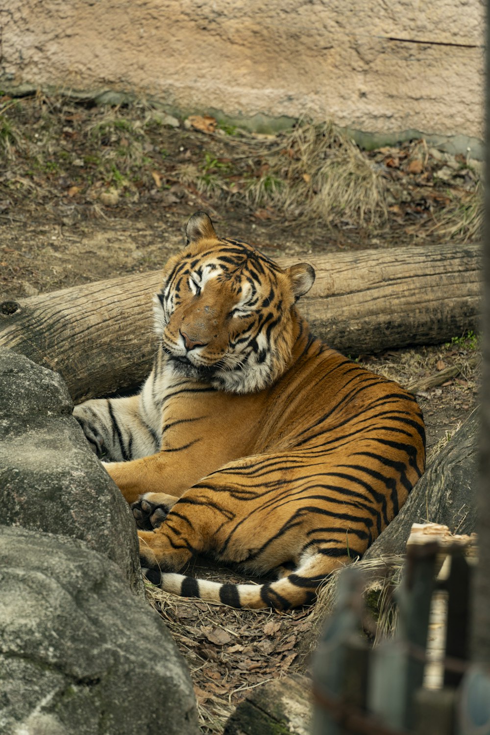 a large tiger laying on top of a dirt field