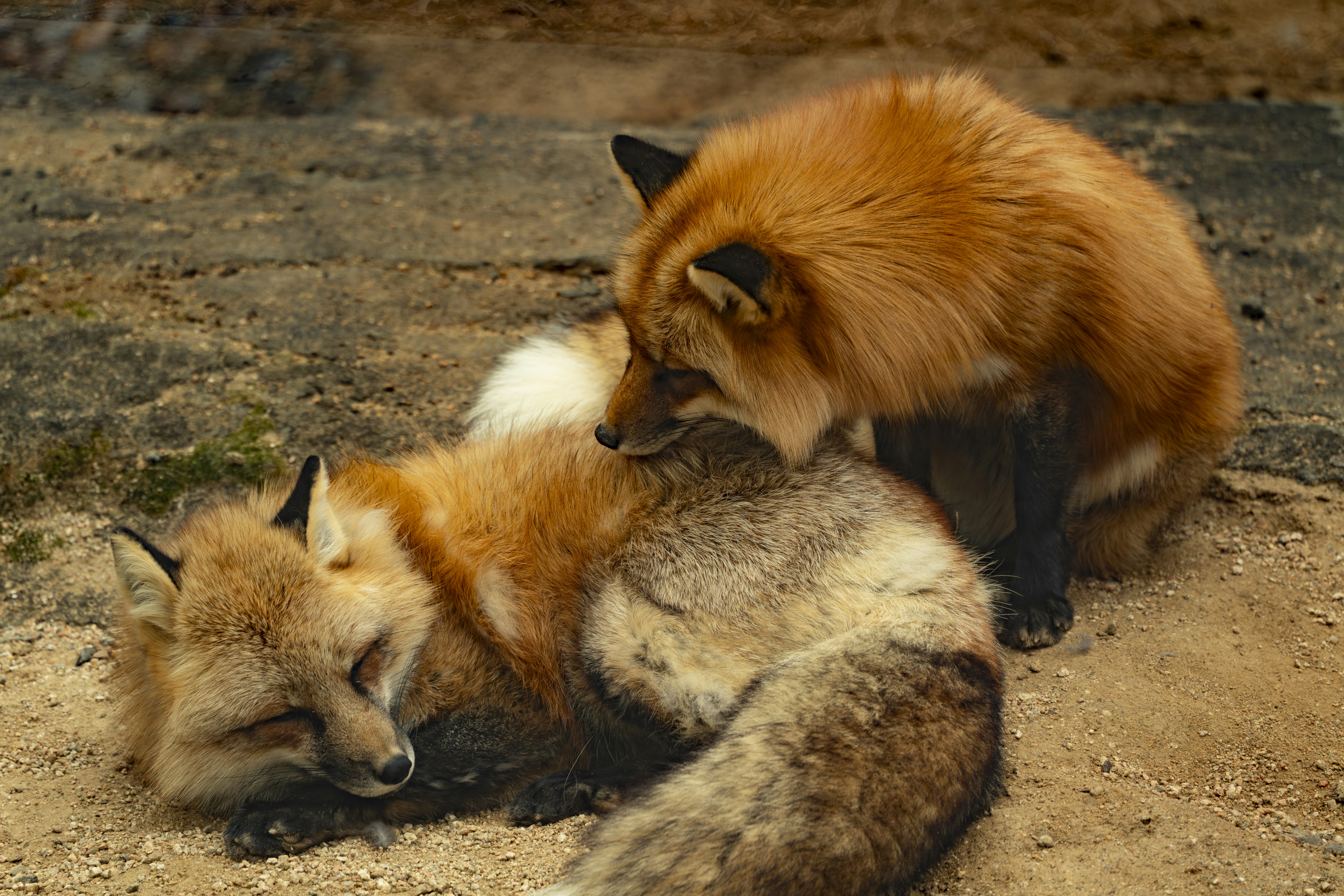 Cross-Species Learning and Adaptation (image credits: unsplash)