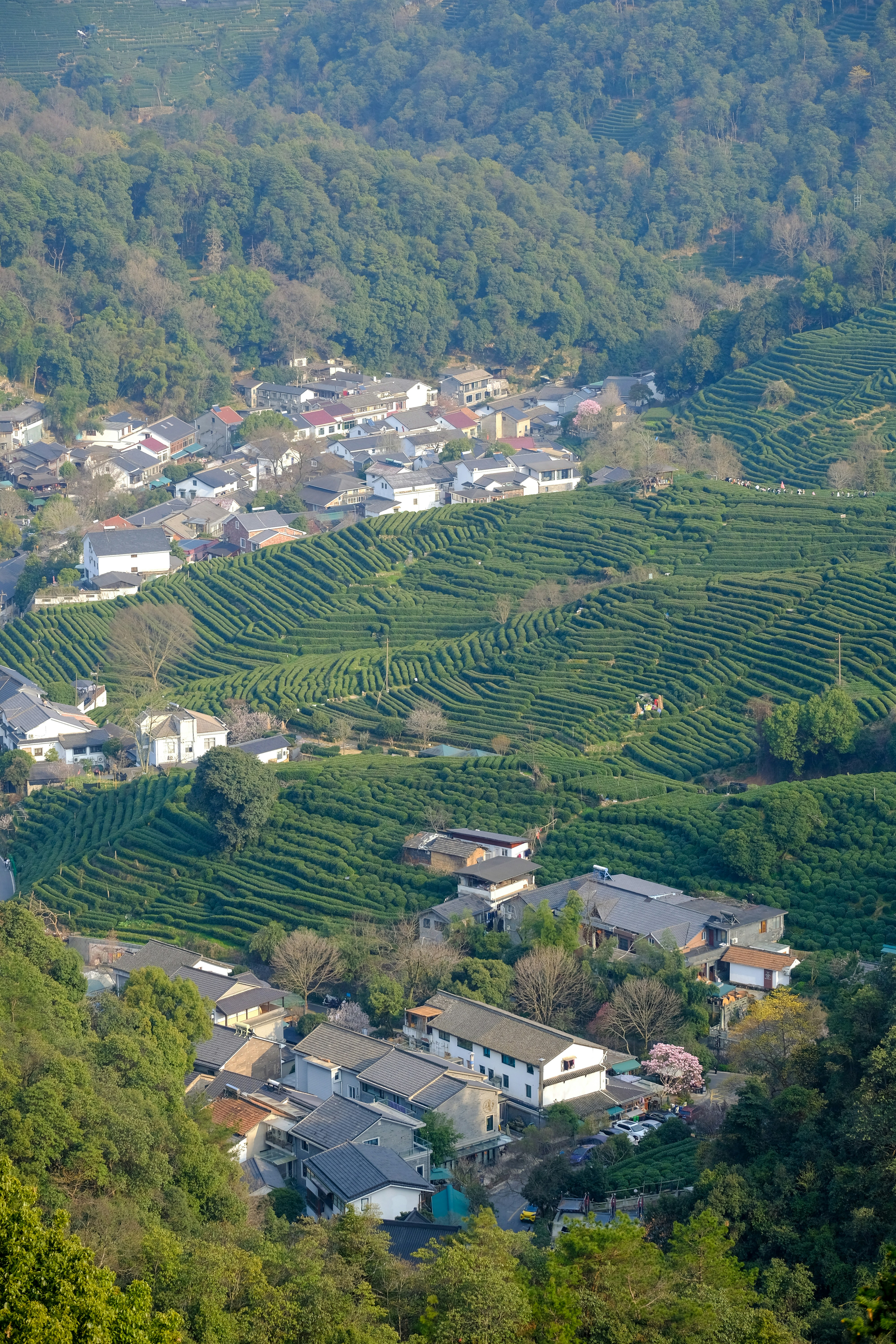 蓮霧果園
