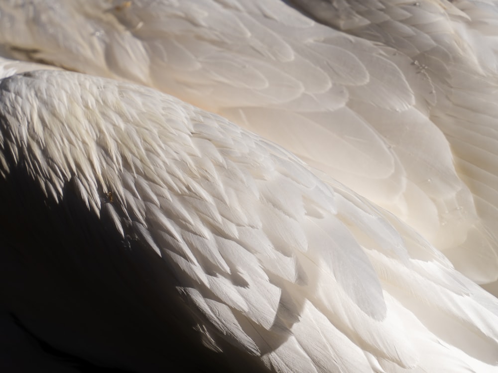 a close up of a large white bird