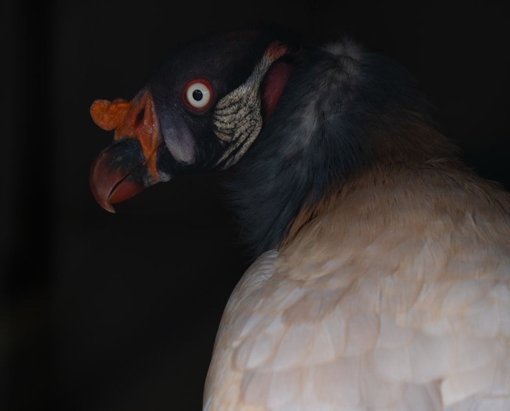 a close up of a bird with a black background